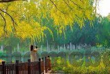 麻豆映画自制传媒-麻豆映画与自制传媒的艺彩，匠心独运的影像艺术世界
